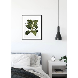 Komar Wandbild Elastica Tree, 40x50 cm, mit detailreicher Baum-Illustration im schwarzen Rahmen.