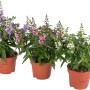 Engelsgesicht Farbenauswahl Topf-Ø ca. 12 cm Angelonia