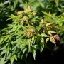 Acer Palmatum Seiun Kaku Japanischer Ahorn mit grünen Blättern im Detail.