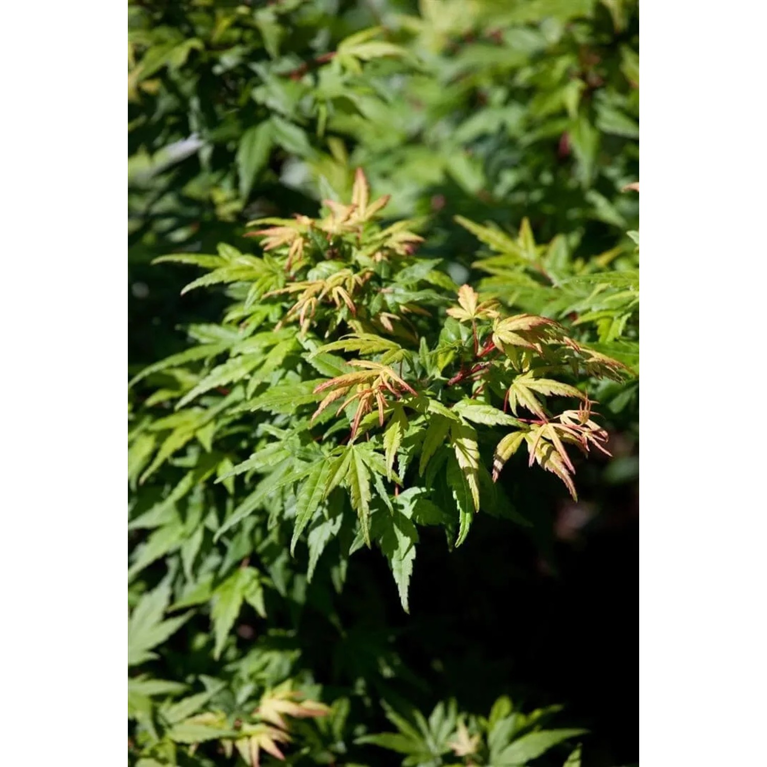 Acer Palmatum Seiun Kaku Japanischer Ahorn mit grünen Blättern im Detail.