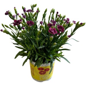 Garten-Nelke 'Lucky Lips' im Topf, Farbenauswahl. Dekorative Blühpflanze für Beet und Balkon.