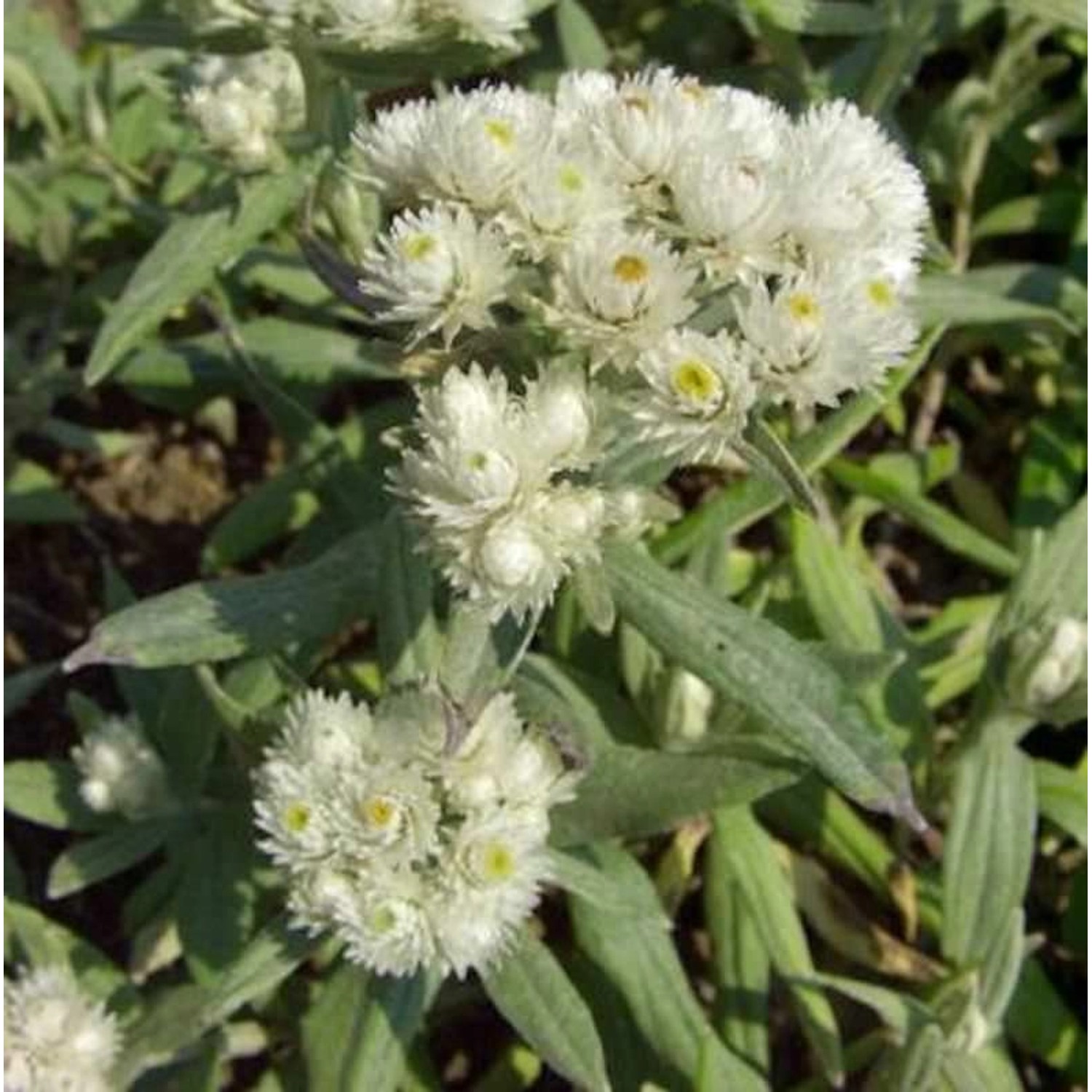 Perlkörbchen - Anaphalis margaritacea günstig online kaufen