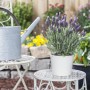 Lavendel 'Dark Anouk' auf Stamm im 10 cm Topf, mit Gießkanne auf Gartentisch.