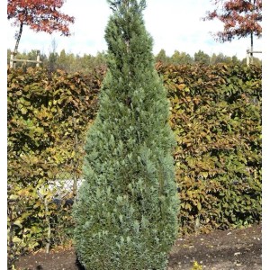 Blaue Kegelzypresse 50-60cm - Chamaecyparis lawsoniana