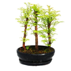 Exotenherz Outdoor-Bonsai Metasequoia, kleiner Wald mit 3 Urweltmammutbäumen in schwarzer Schale.