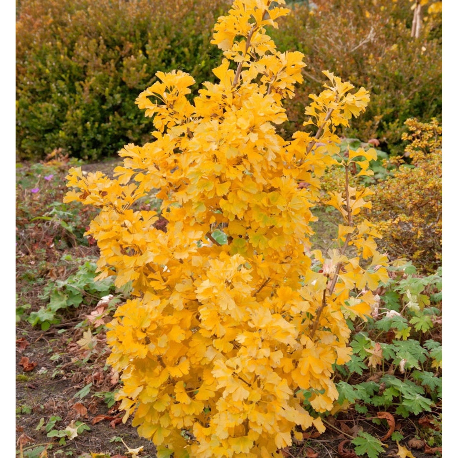 Kleiner Ginkgobaum Simon 40-50cm - Ginkgo biloba günstig online kaufen