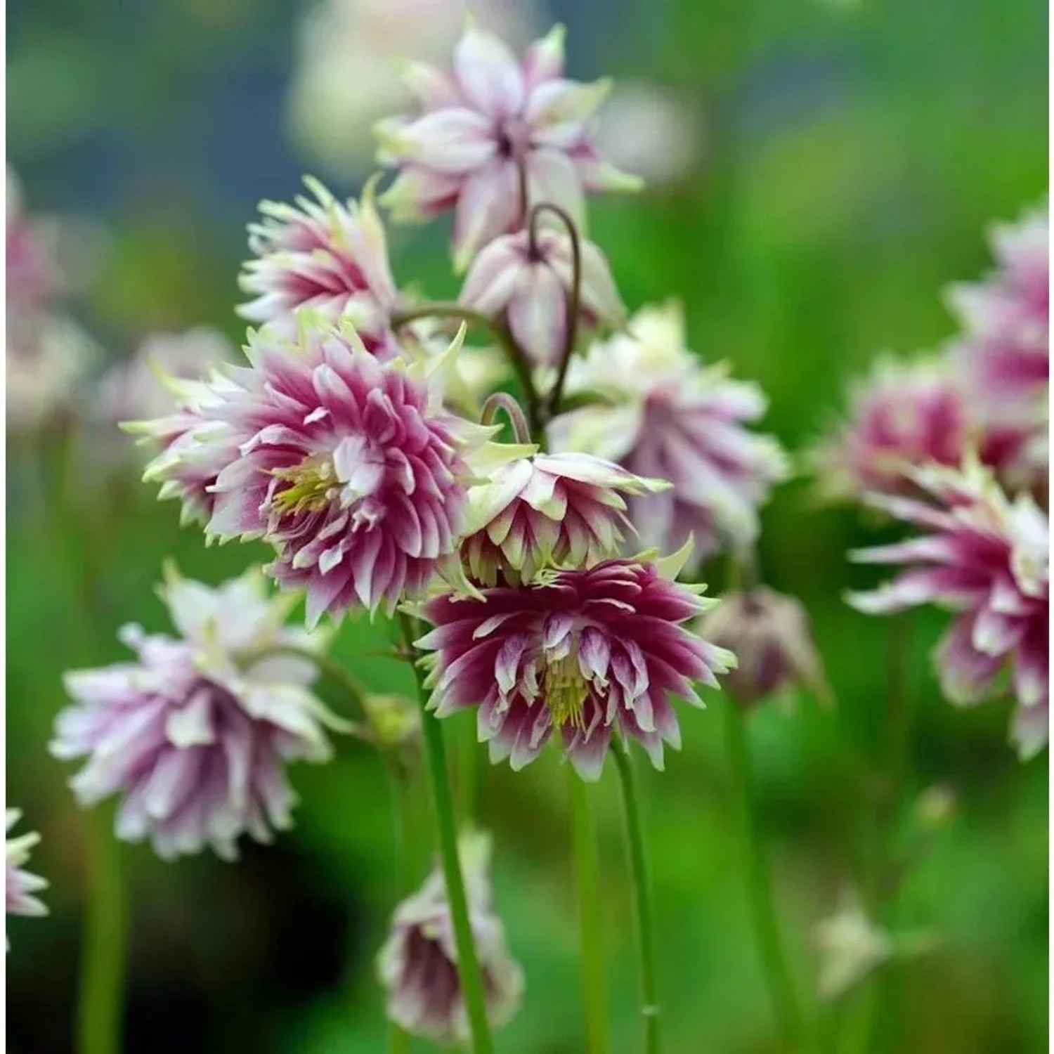 Akelei Nora Barlow - Aquilegia vulgaris_2