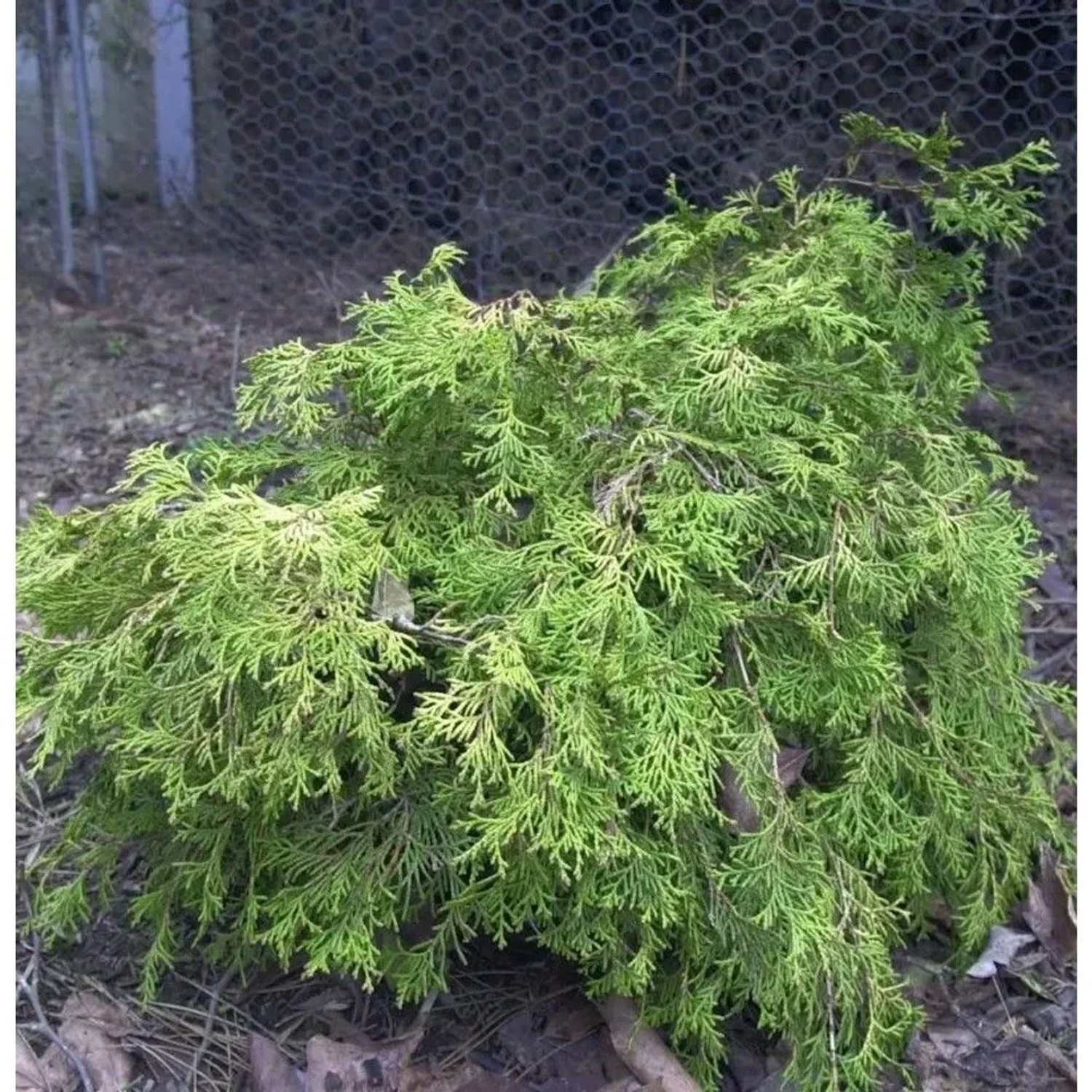 Breite Kissenzypresse Kamarachiba 25-30cm - Chamaecyparis obtusa
