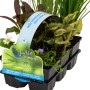 Teichpflanzen-Set Insekten Biotop, 6 Pflanzen im Topf, verschiedene Sorten für den Gartenteich.