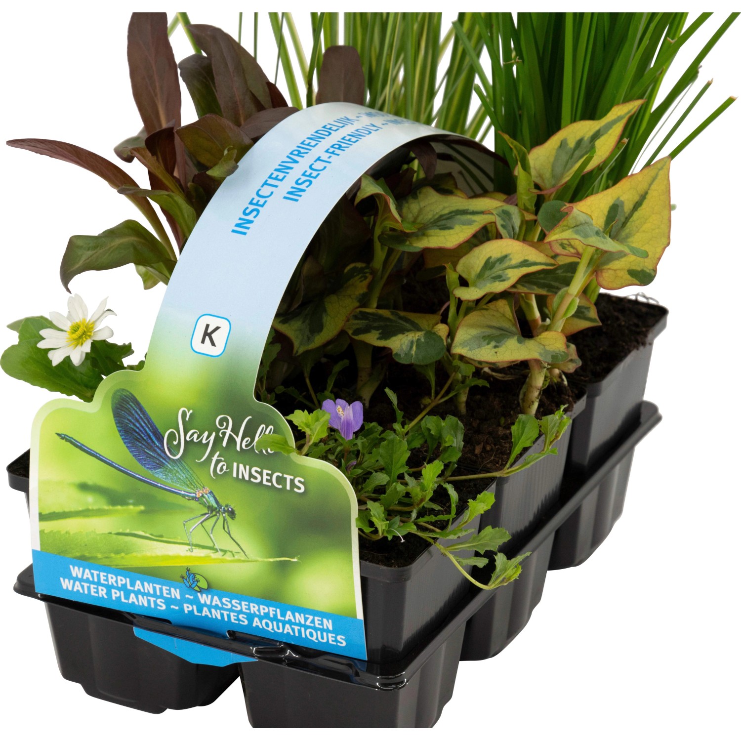 Teichpflanzen-Set Insekten Biotop, 6 Pflanzen im Topf, verschiedene Sorten für den Gartenteich.