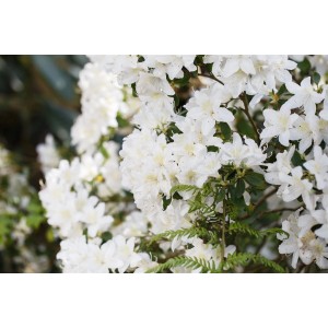 Detailaufnahme der weißen Blüten der Rhododendron Obtusum Schneesturm Azalee.
