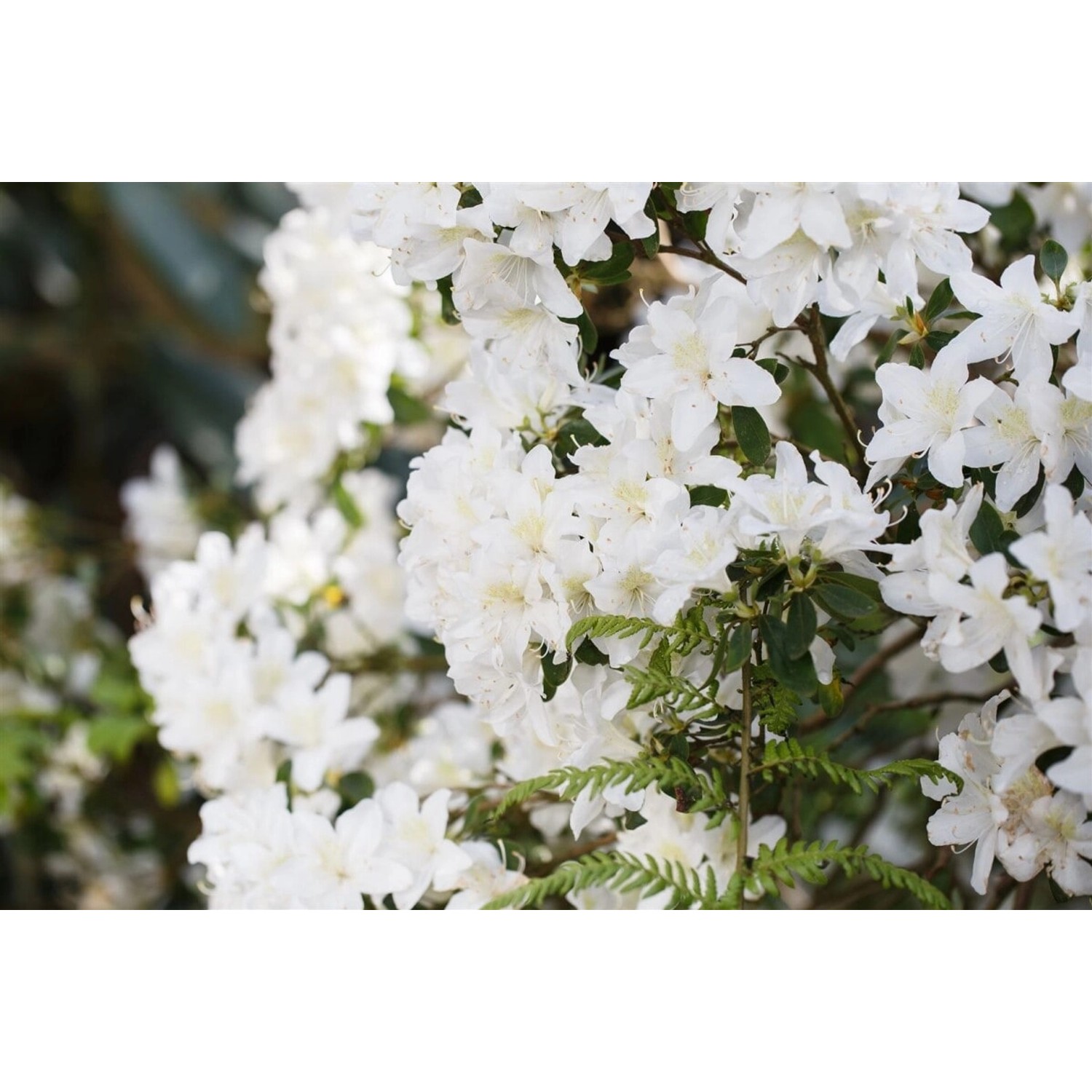 Rhododendron Obtusum Schneesturm Azalee Weiß 25–30 cm günstig online kaufen