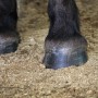 Dunkle Pferdehufe auf heller, körniger STROY Miscanthus Pellets Einstreu. Ideal für Stall und Tierhaltung.