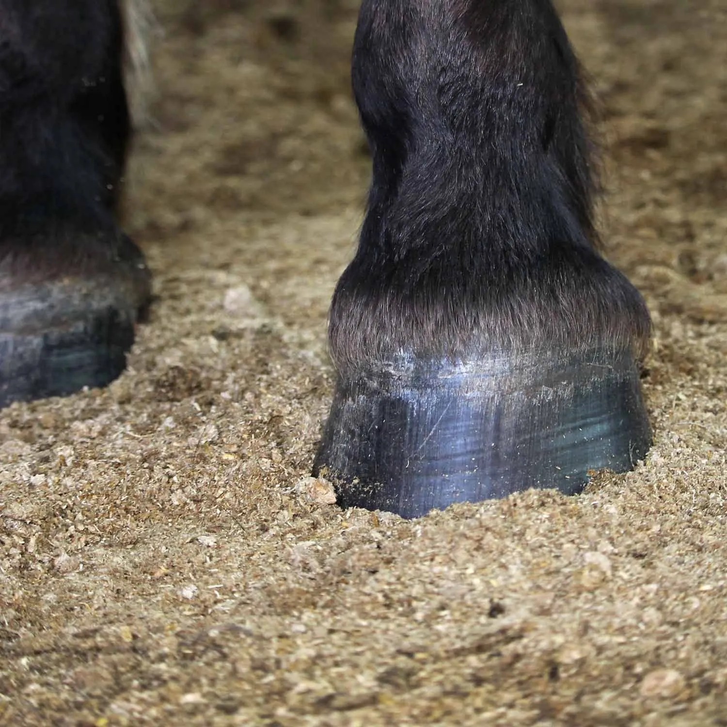Dunkle Pferdehufe auf heller, körniger STROY Miscanthus Pellets Einstreu. Ideal für Stall und Tierhaltung.