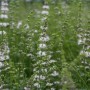 Nahaufnahme der blühenden Blu Bio-Erdbeerminze (Mentha) im Garten. Küchenkräuter mit intensivem Erdbeeraroma.