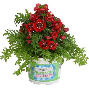 Rote Bauernorchidee Atlantis im Topf, ca. 20-35 cm hoch. Dekorative Stehpflanze mit Farbenauswahl.