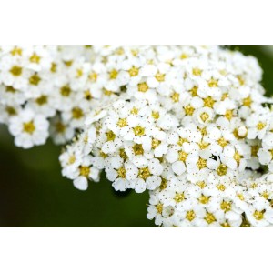 Nahaufnahme der weißen Blüten der Spiraea arguta Heckenpflanze.