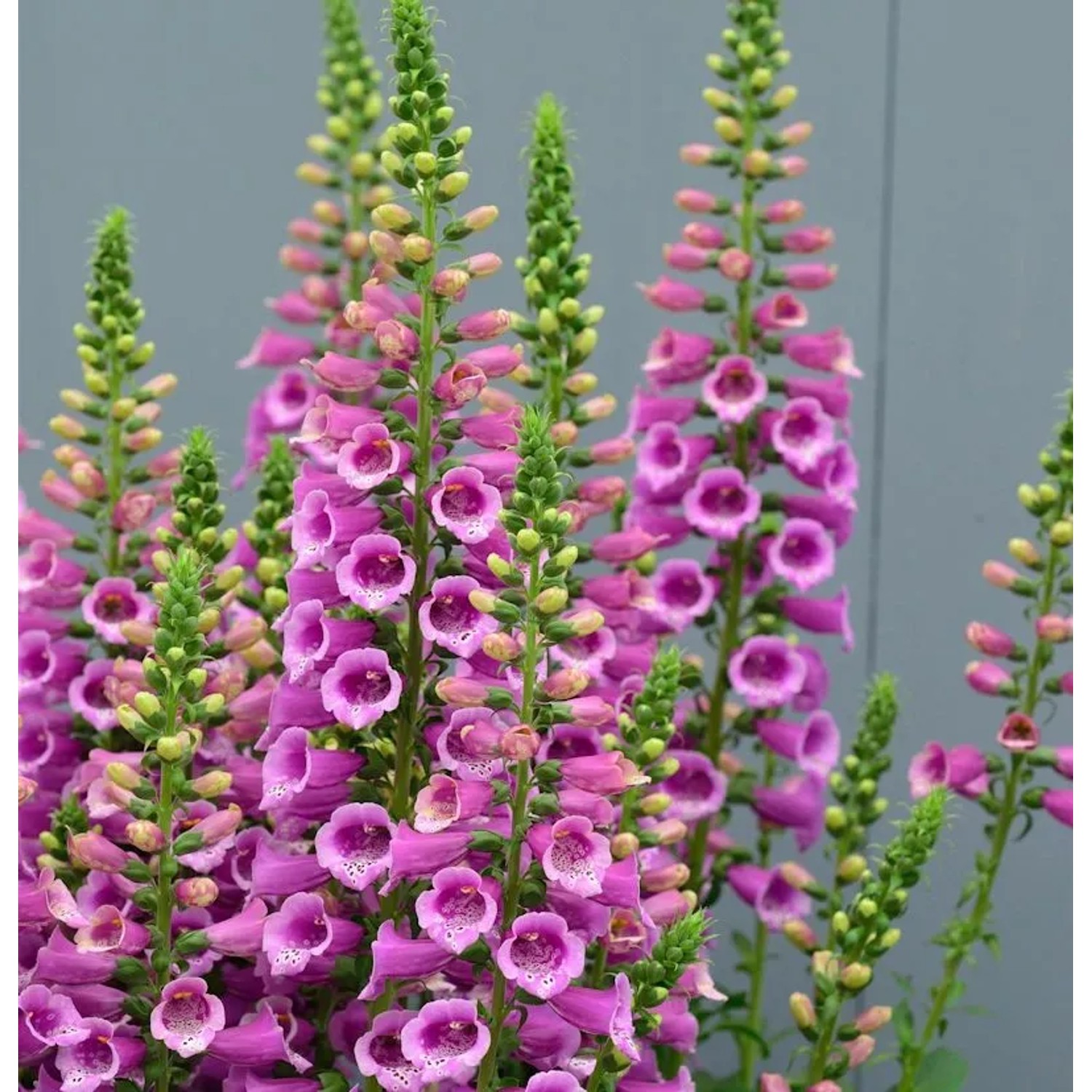 Fingerhut Gloxini - Digitalis purpurea