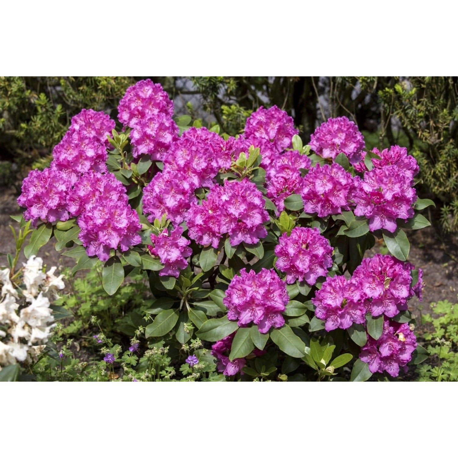 Rhododendron Hybr. Claudine Rosa Blüten 30–40 cm günstig online kaufen