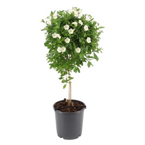Enzianstrauch Stamm, weiße Blüten, ca. 100 cm hoch im Topf. Blühende Kübelpflanze für Balkon und Terrasse.