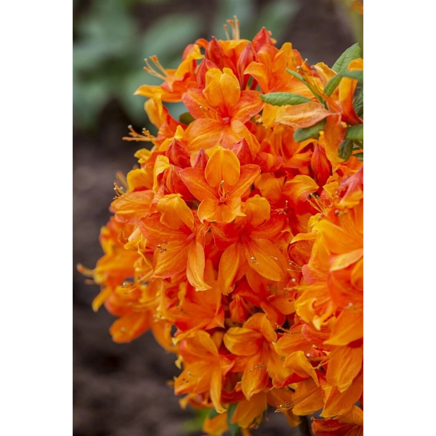 Rhododendron Luteum Klondyke Gelb-Orange 30–40 cm günstig online kaufen