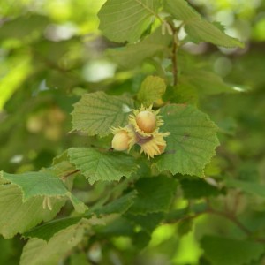 Nahaufnahme einer Halleschen Riesennuss (Corylus avellana) am Strauch mit Blättern.
