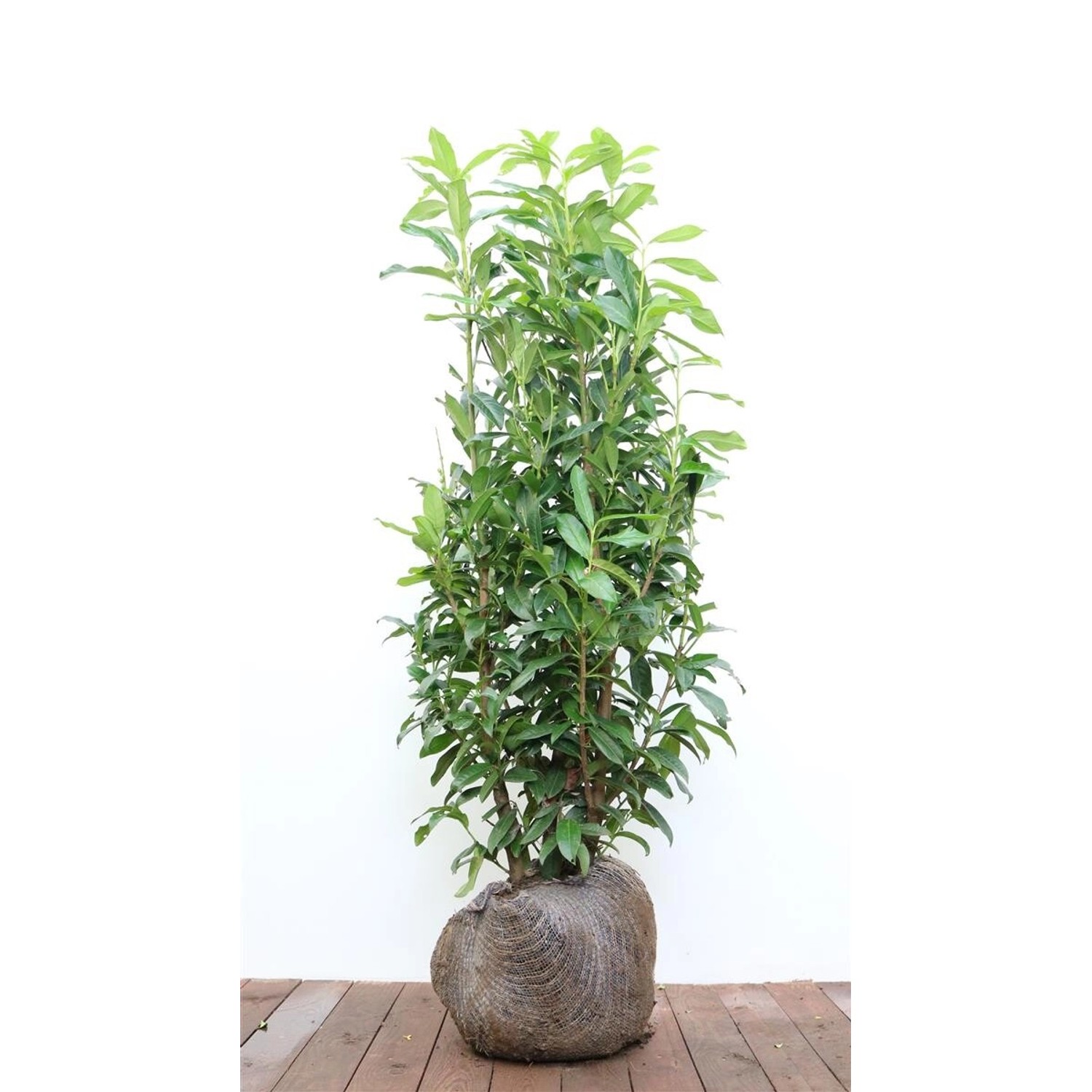 Prunus laurocerasus 'Genolia' -R- 100-125 cm günstig online kaufen