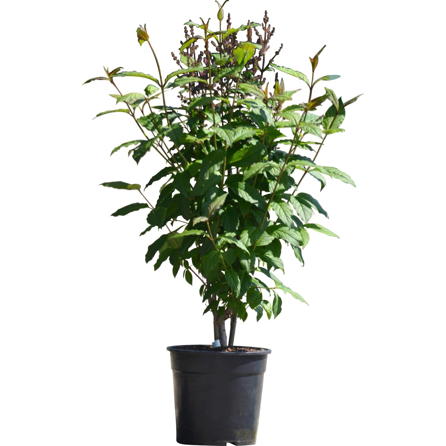 Flieder Minuet Höhe ca. 60 - 80 cm Topf ca. 10 l Syringa villosa günstig online kaufen