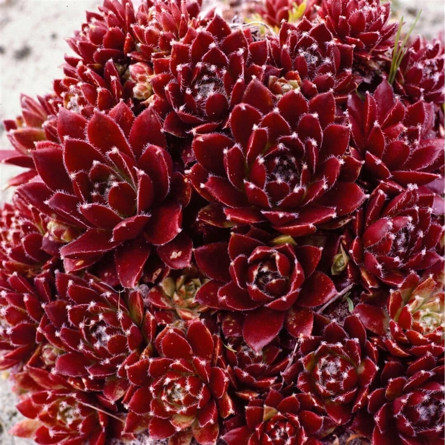 Sempervivum X Cult. Pickwick Hauswurz Ca. 9x9 cm Topf günstig online kaufen