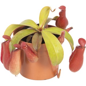 Kannenpflanze 'Bloody Mary' im Topf, fleischfressende Pflanze mit roten Kannen.