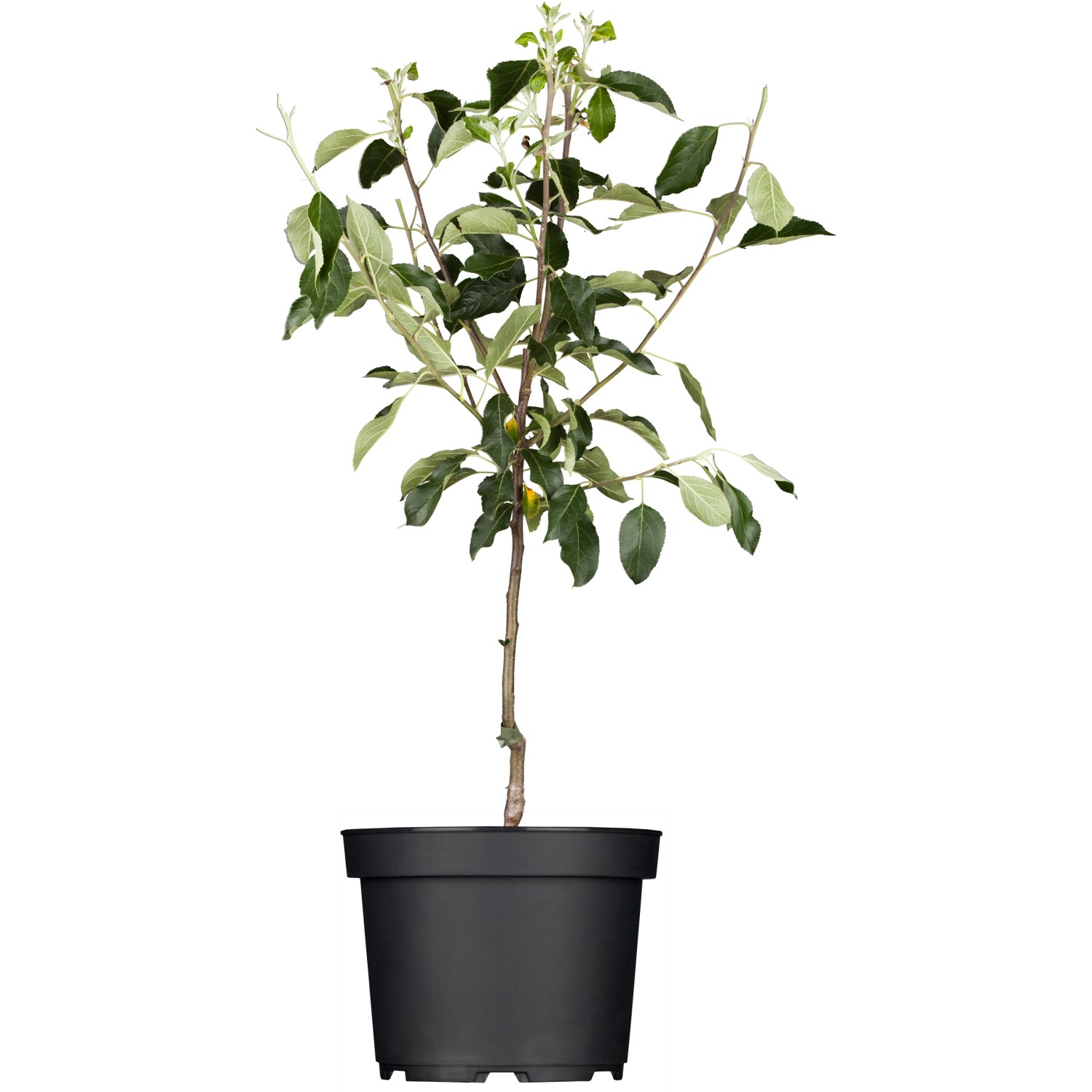 GROW by OBI Bio Winterapfel Gloster Rot Höhe ca. 120 - 140 cm Topf ca. 7 l günstig online kaufen