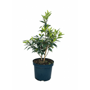 Baumfink Forsythie Spectabilis als Topfpflanze 60-100cm