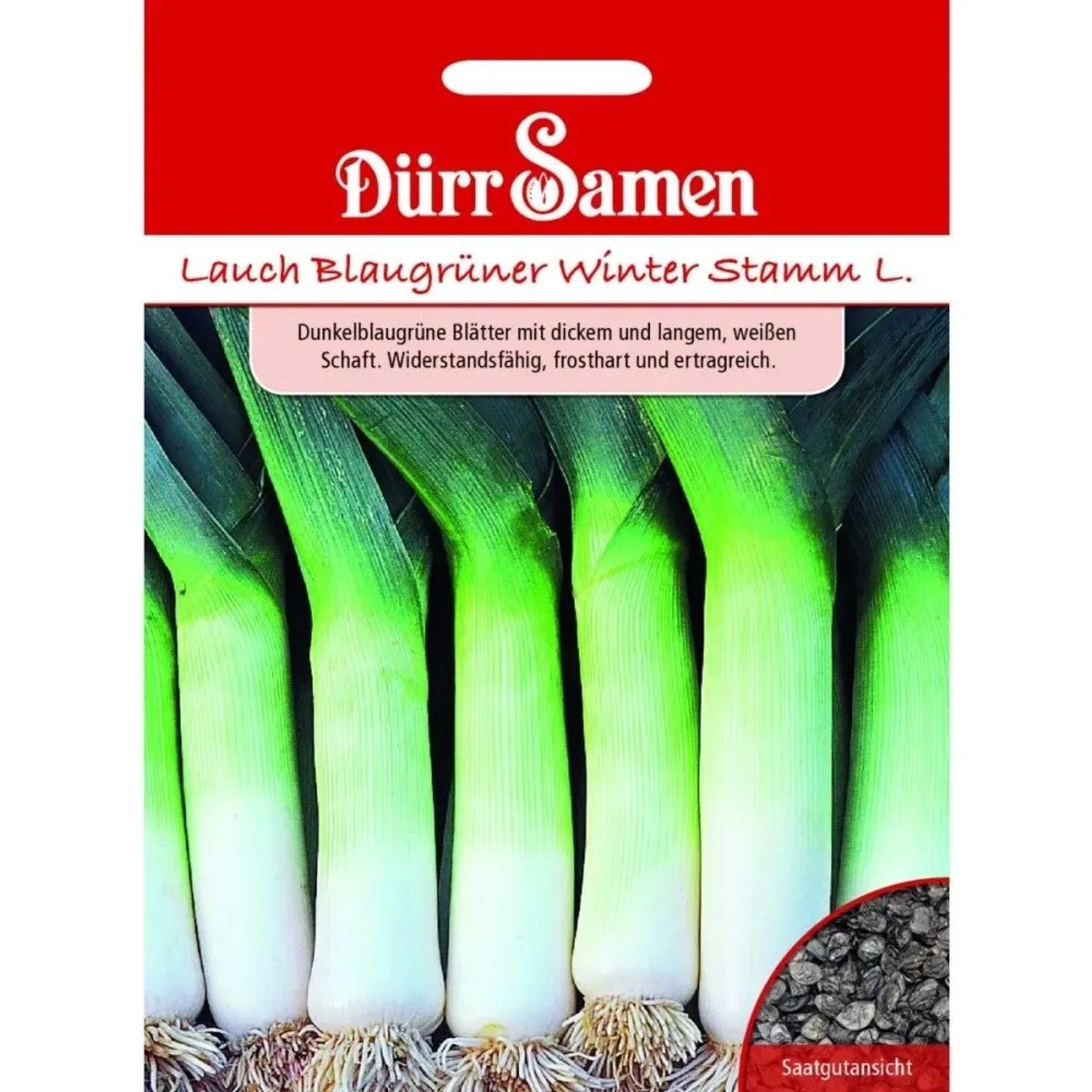Dürr Samen Lauch Blaugrüner Winter Stamm L Saatgut