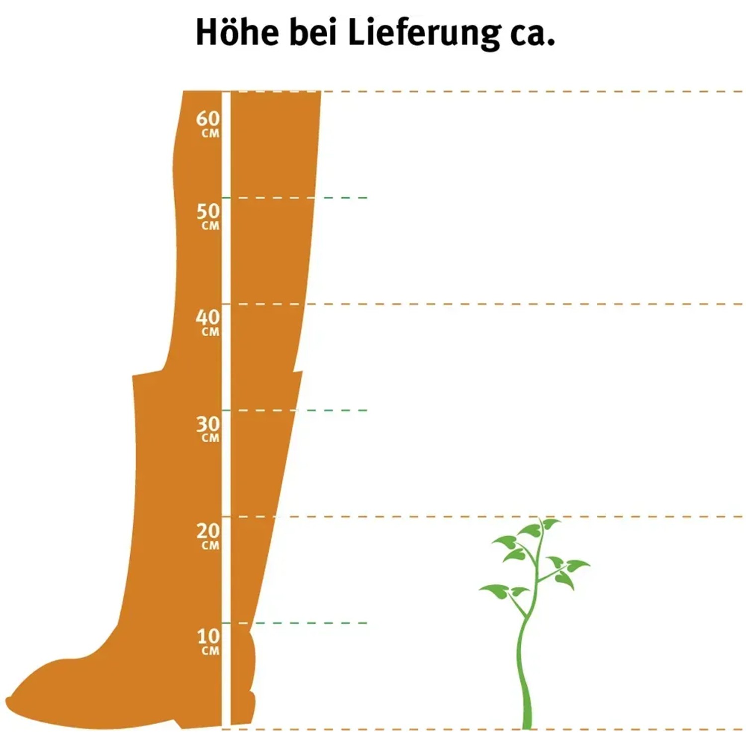 Illustration der Lieferhöhe der Kegelzypresse Ellwoodii (10-20cm) im 2l Topf.