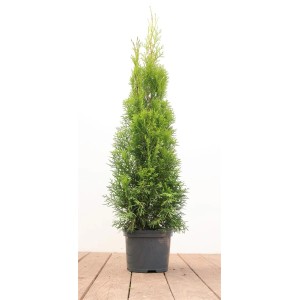 Thuja Smaragd im Topf, 60-80 cm hoch. Immergrüne Heckenpflanze für Garten und Balkon.