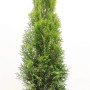 Thuja Smaragd im Topf, 60-80 cm hoch. Immergrüne Heckenpflanze für Garten und Balkon.