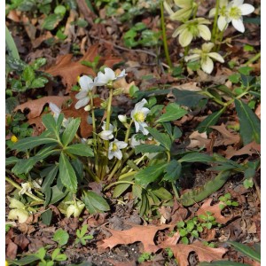 Christrose Josef Lemper (Helleborus niger) im Gartenbeet mit weißen Blüten und grünen Blättern.