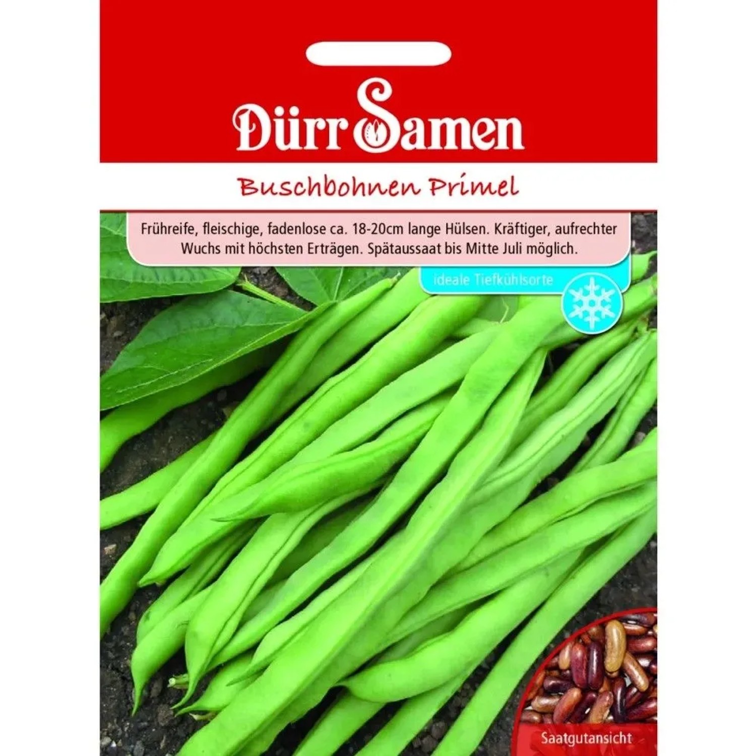 Dürr Samen Buschbohnen Primel Saatgut