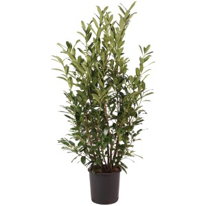 Kirschlorbeer 'Caucasica', ca. 125 cm hoch im Topf, immergrüne Heckenpflanze.