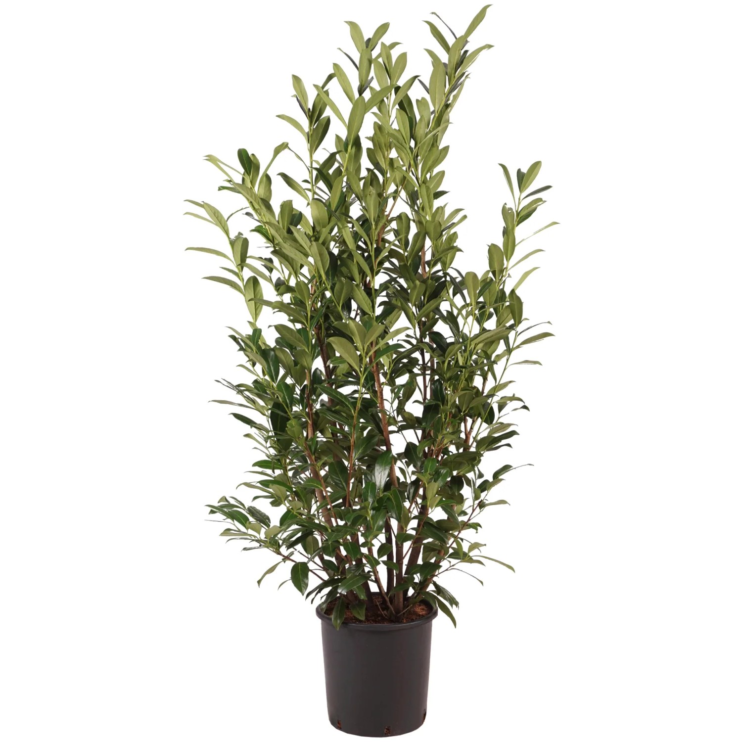 Zu Jeddeloh Pflanzen Kirschlorbeer 'Caucasica' 125 cm 18 l kaufen bei OBI