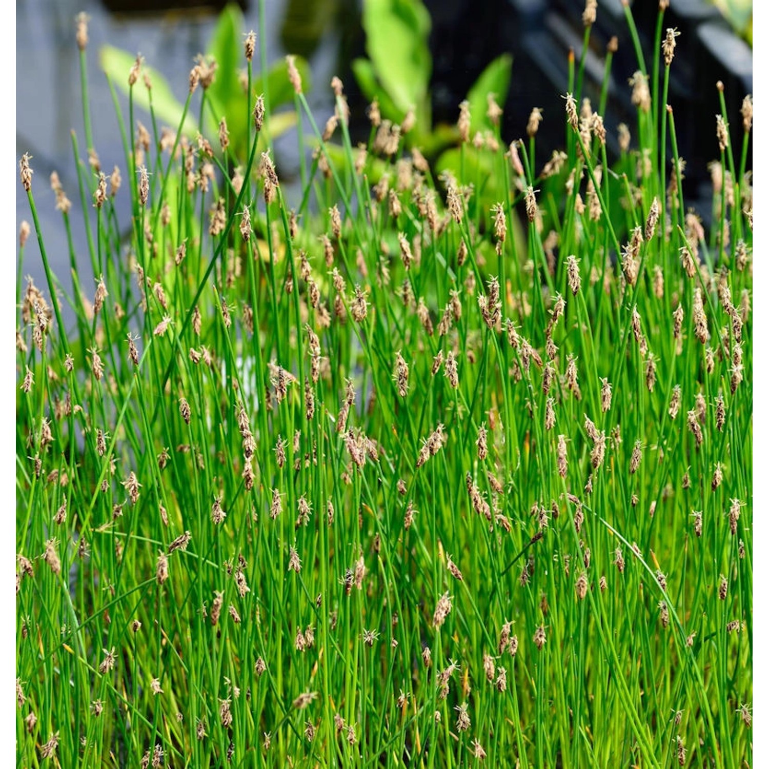 Gewöhnliche Sumpfbinse - Eleocharis palustris günstig online kaufen