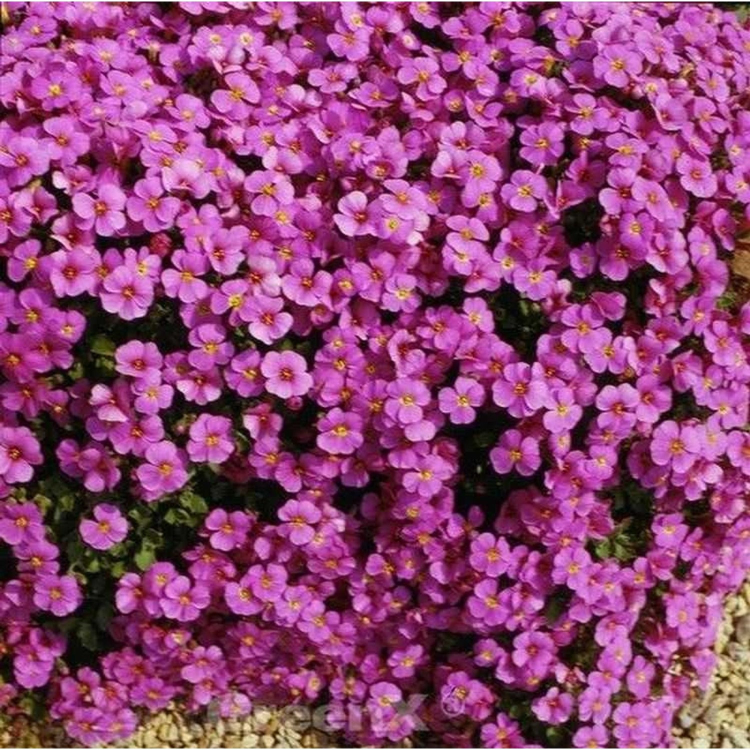 Blaukissen Cascade Purpur - Aubrieta cultorum günstig online kaufen