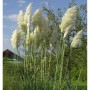 Pampasgras weiße Wedel - XXXL Topf - Cortaderia selloana