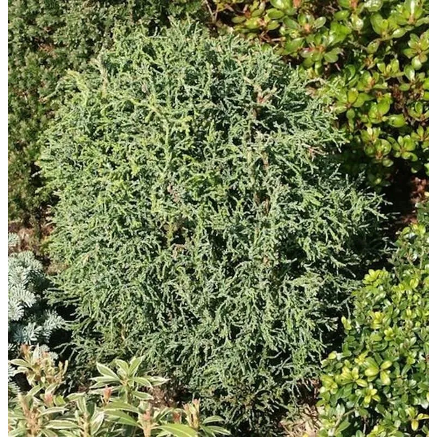 Korallenartige Scheinzypresse 20-30cm - Chamaecyparis,awsoniana