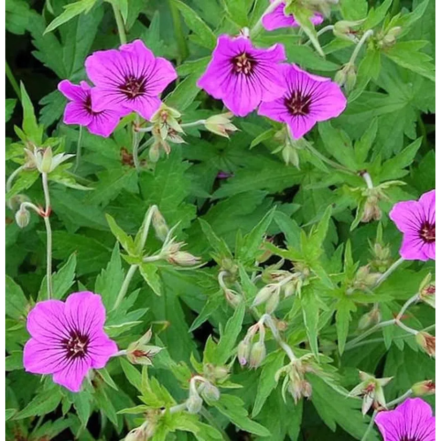 Schwarzäugiger Storchschnabel Patricia - Geranium psilostemon