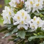 Blühender, weißer Rhododendron Hybr. Madame Masson (40–50 cm) im Garten.
