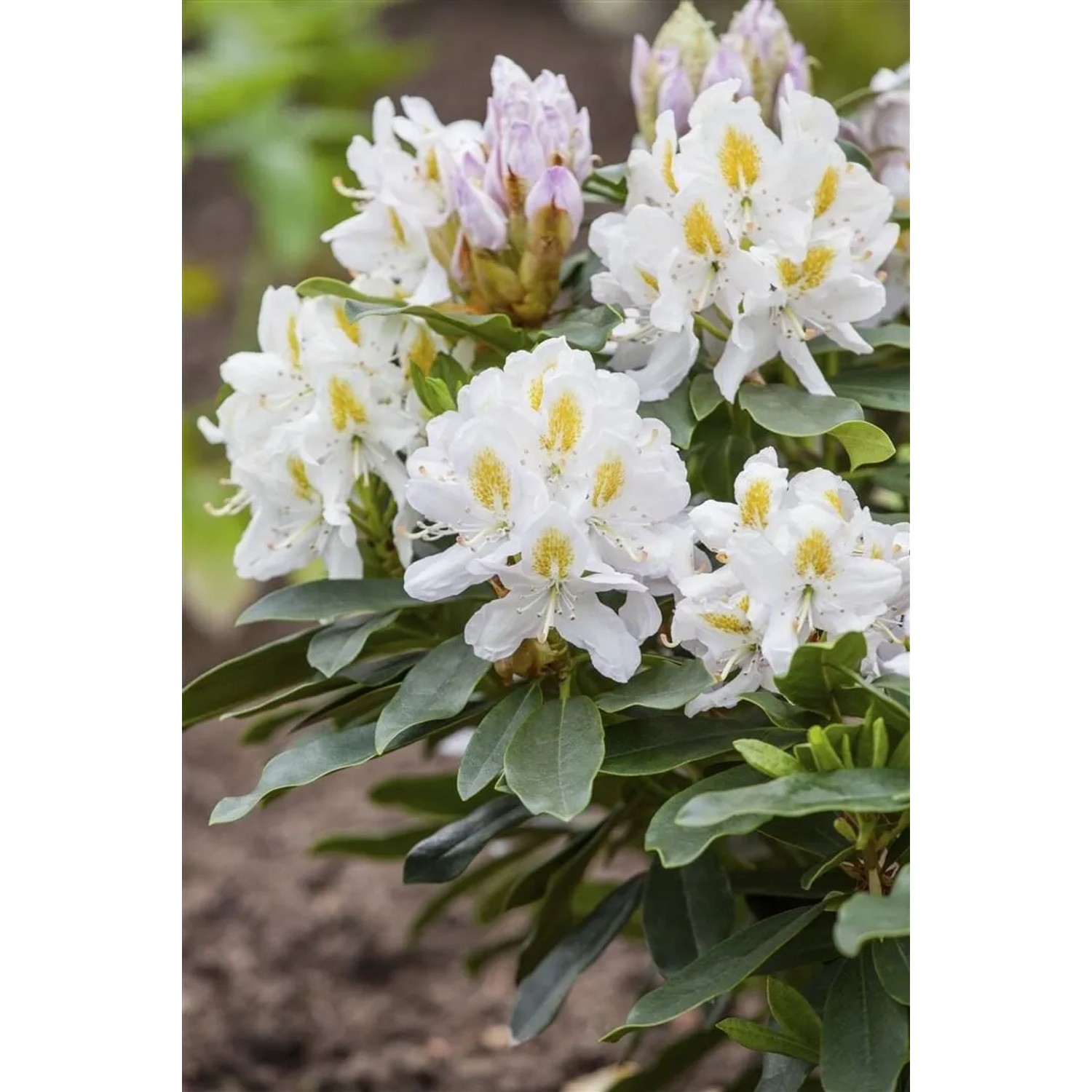 Blühender, weißer Rhododendron Hybr. Madame Masson (40–50 cm) im Garten.