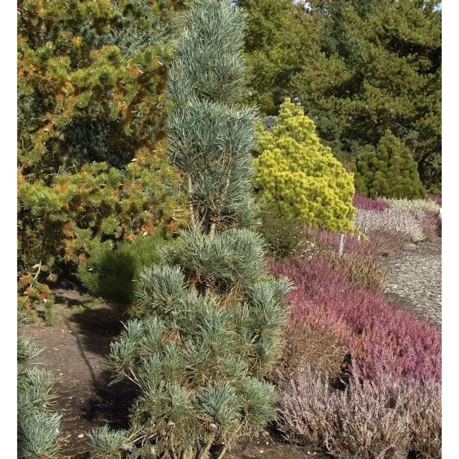 Säulenkiefer 40-50cm - Pinus sylvestris