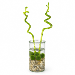 Lucky Bamboo 2er Set: Zwei spiralförmige Bambusstäbe in Glasvase mit Dekosteinen und Marimo Moosbällen. 40cm Grünpflanze.