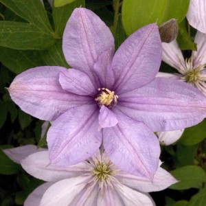 Nahaufnahme der rosa Waldrebe Margaret Hunt (Clematis) mit gelber Mitte, umgeben von grünen Blättern.